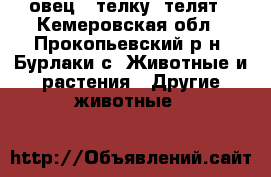 овец , телку, телят - Кемеровская обл., Прокопьевский р-н, Бурлаки с. Животные и растения » Другие животные   